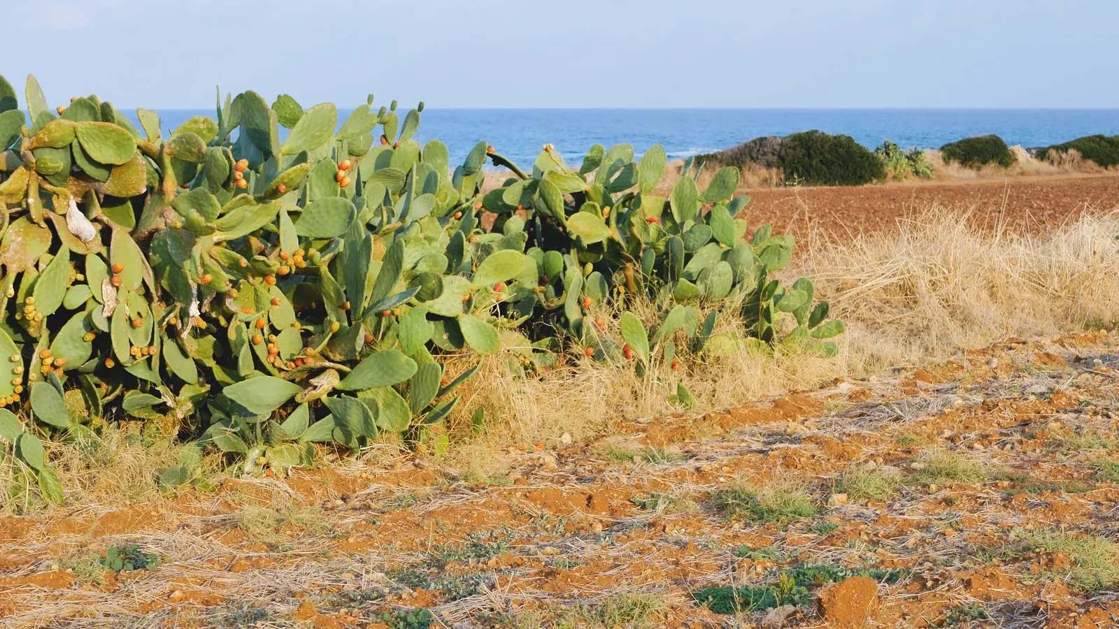 Olive oil workshop in Puglia, Italy, hands-on experience making traditional extra virgin olive oil from local olives.