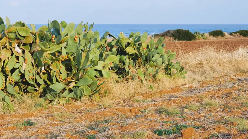 Olive Oil Tasting Tour